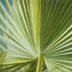 "Washingtonia Filifera Leaf Back" - Watercolor 22 x 30
